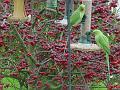 sm-2008-0104_1230_ring-necked_ parakeets_7,8c